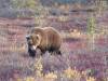 129 - 20190906 Day03 Denali Park