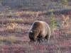 130 - 20190906 Day03 Denali Park