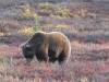 131 - 20190906 Day03 Denali Park