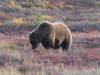 132 - 20190906 Day03 Denali Park