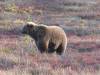 133 - 20190906 Day03 Denali Park