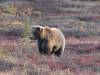 134 - 20190906 Day03 Denali Park