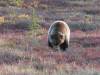 135 - 20190906 Day03 Denali Park