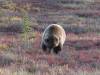 136 - 20190906 Day03 Denali Park