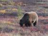 137 - 20190906 Day03 Denali Park