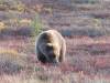 138 - 20190906 Day03 Denali Park