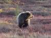 139 - 20190906 Day03 Denali Park