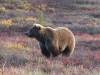 140 - 20190906 Day03 Denali Park