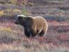 141 - 20190906 Day03 Denali Park