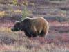 142 - 20190906 Day03 Denali Park