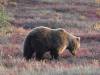 143 - 20190906 Day03 Denali Park