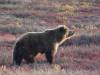 144 - 20190906 Day03 Denali Park