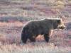 145 - 20190906 Day03 Denali Park