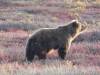 146 - 20190906 Day03 Denali Park