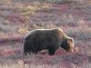 148 - 20190906 Day03 Denali Park