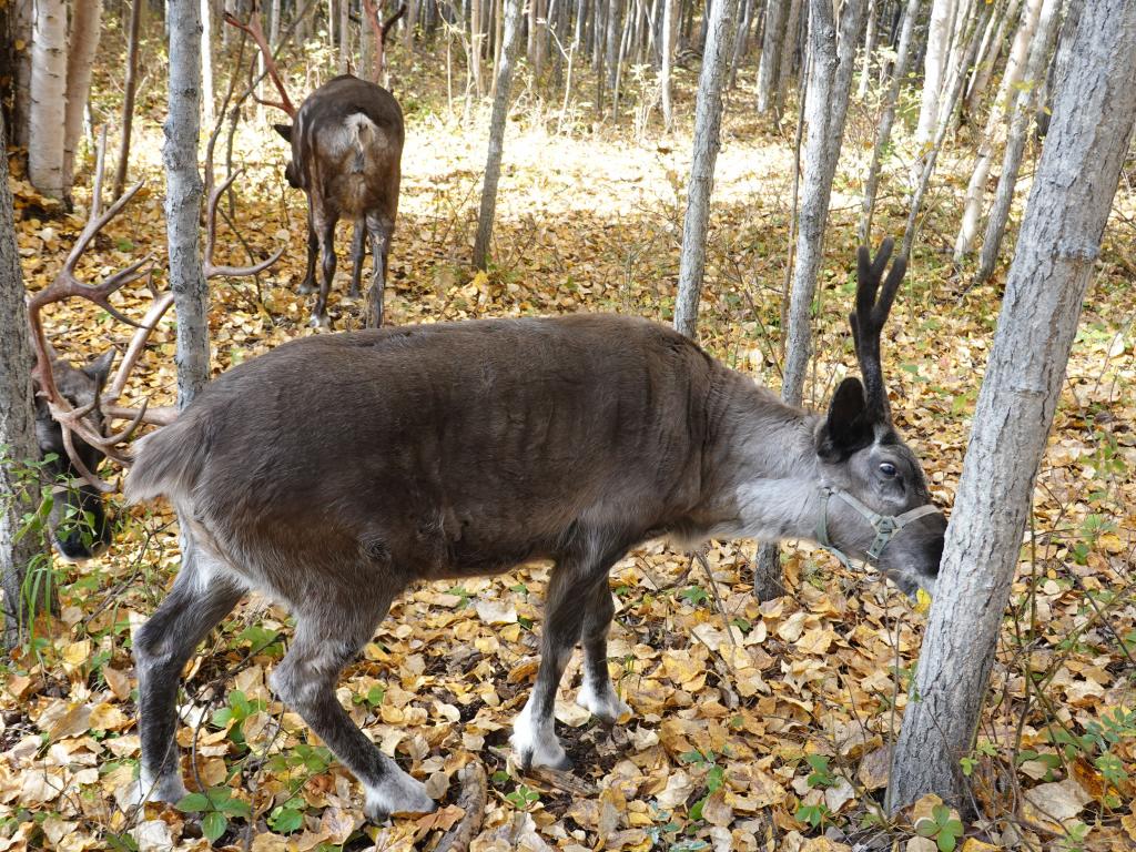 1171 - 20190908 Day05 Fairbanks