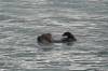 3048 - 20190913 Day10 Seward Glacier Cruise