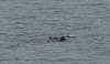 3074 - 20190913 Day10 Seward Glacier Cruise