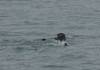 3075 - 20190913 Day10 Seward Glacier Cruise