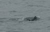 3076 - 20190913 Day10 Seward Glacier Cruise