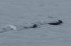 3078 - 20190913 Day10 Seward Glacier Cruise