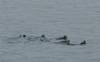 3079 - 20190913 Day10 Seward Glacier Cruise