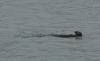 3080 - 20190913 Day10 Seward Glacier Cruise