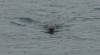 3081 - 20190913 Day10 Seward Glacier Cruise