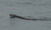 3082 - 20190913 Day10 Seward Glacier Cruise
