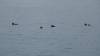 3084 - 20190913 Day10 Seward Glacier Cruise