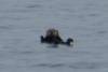 3085 - 20190913 Day10 Seward Glacier Cruise