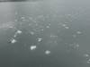 3106 - 20190913 Day10 Seward Glacier Cruise