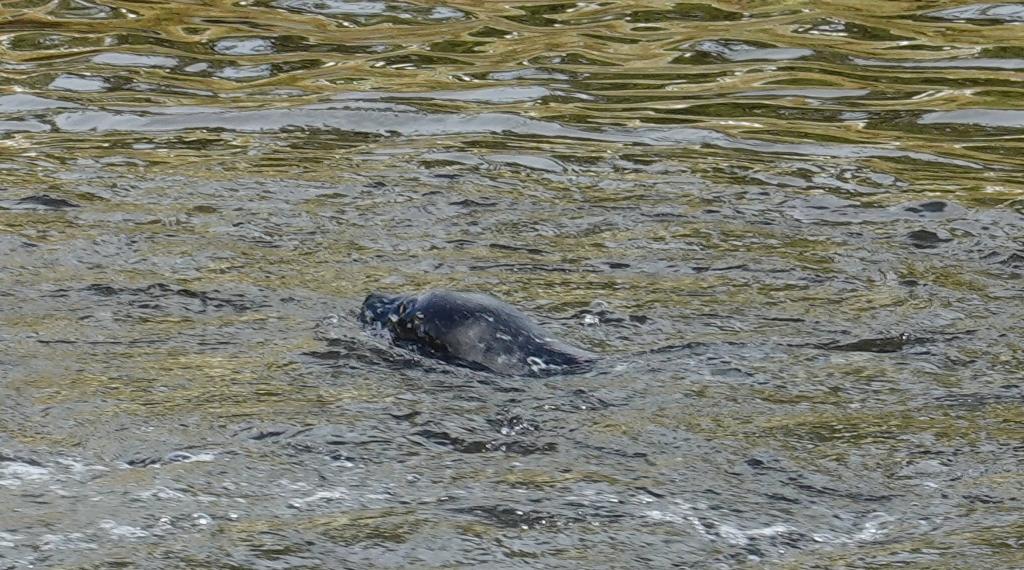 237 - 20190919 Day16 Ketchikan