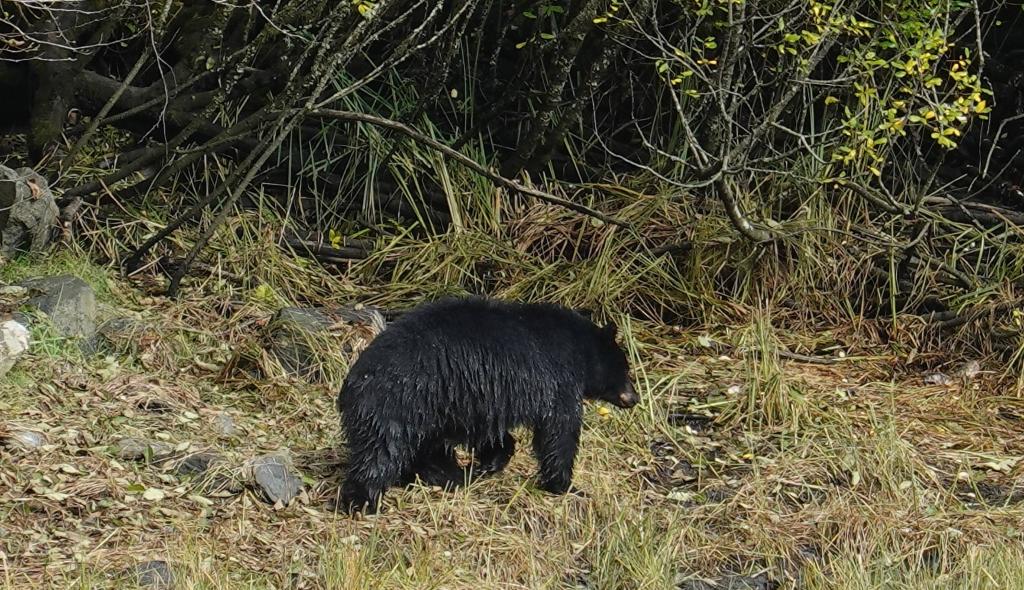 244 - 20190919 Day16 Ketchikan