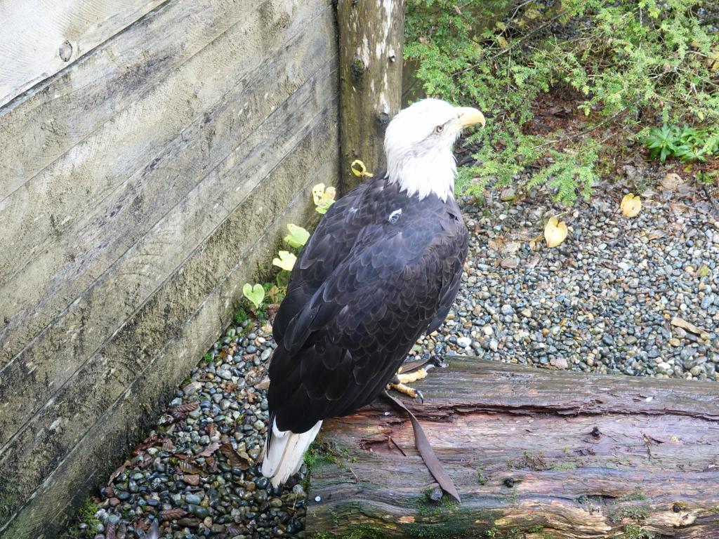 268 - 20190919 Day16 Ketchikan