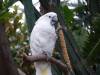 510 - 20190921 Vancouver Bloedel Conservatory