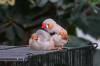 514 - 20190921 Vancouver Bloedel Conservatory