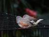 518 - 20190921 Vancouver Bloedel Conservatory