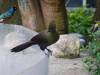 525 - 20190921 Vancouver Bloedel Conservatory