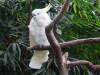 534 - 20190921 Vancouver Bloedel Conservatory