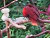 546 - 20190921 Vancouver Bloedel Conservatory