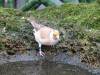 550 - 20190921 Vancouver Bloedel Conservatory