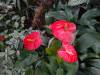 559 - 20190921 Vancouver Bloedel Conservatory