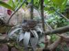 560 - 20190921 Vancouver Bloedel Conservatory