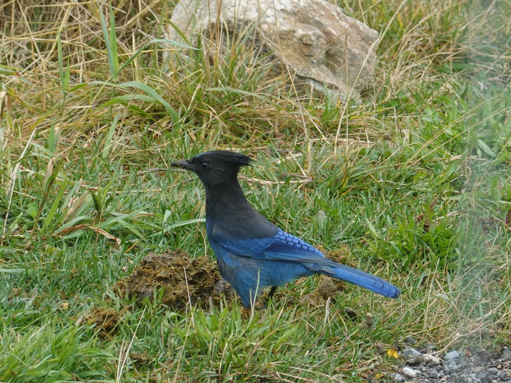 219 - 20190921 Vancouver Grouse Mountain