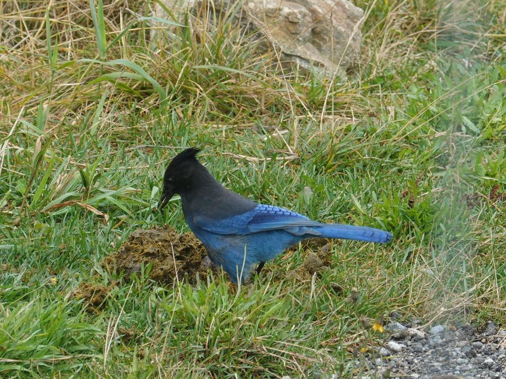 220 - 20190921 Vancouver Grouse Mountain