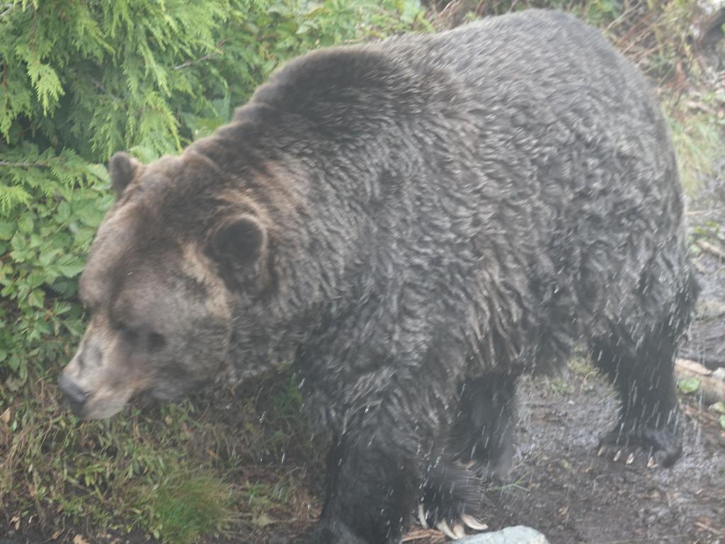 229 - 20190921 Vancouver Grouse Mountain