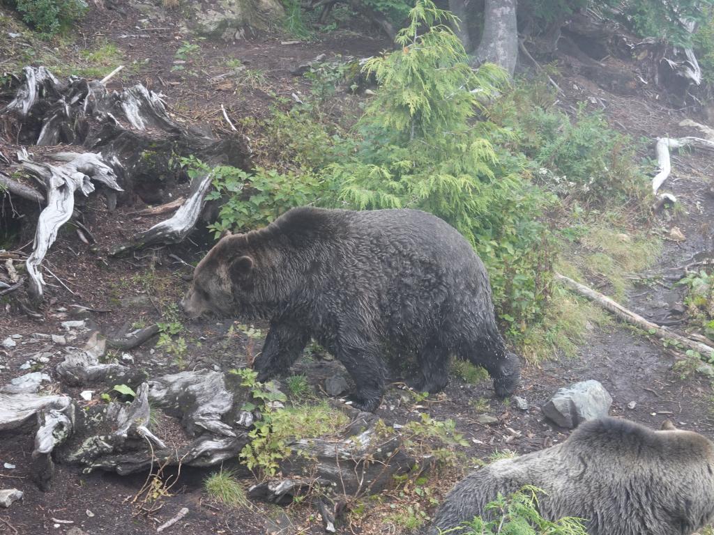 230 - 20190921 Vancouver Grouse Mountain