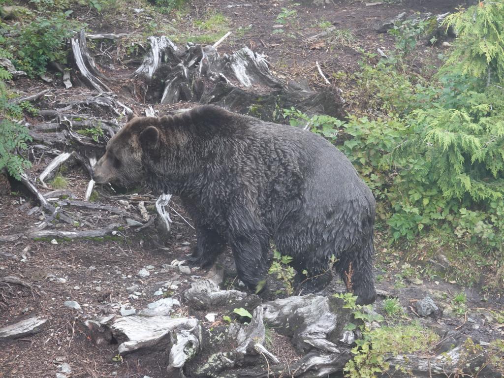 231 - 20190921 Vancouver Grouse Mountain