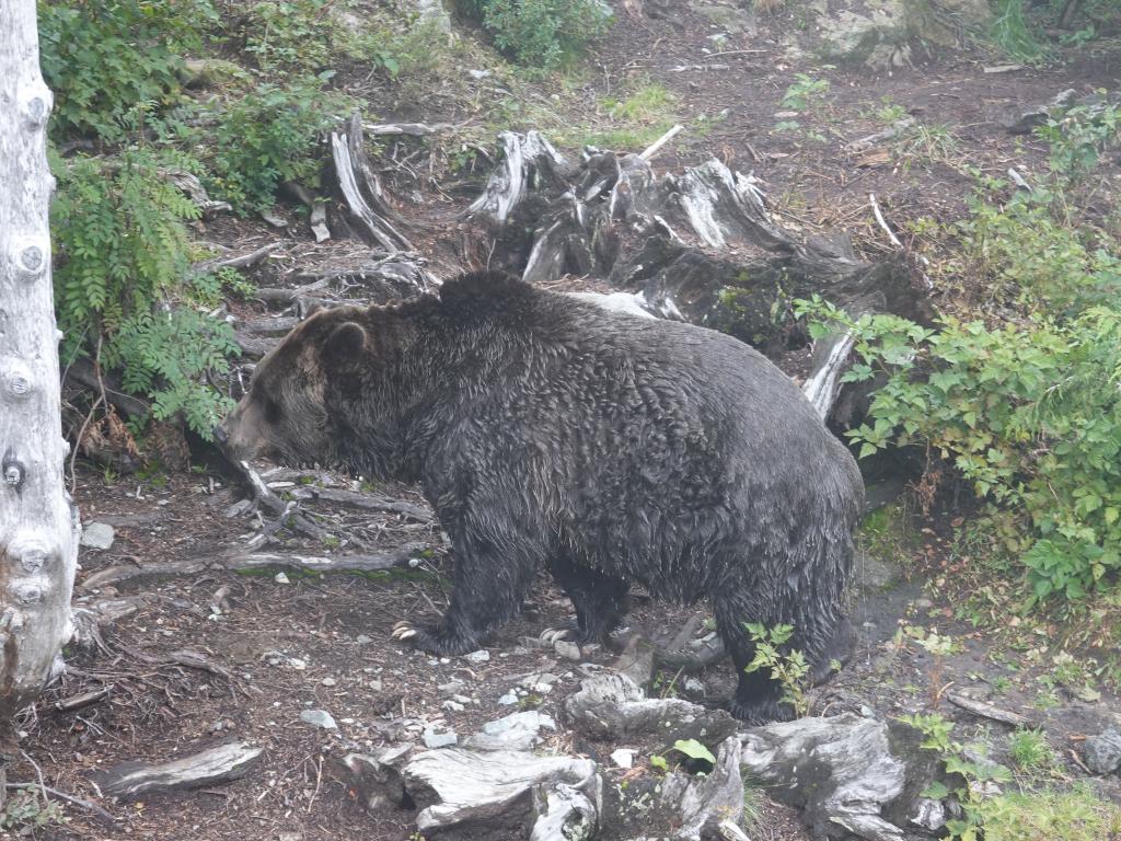 232 - 20190921 Vancouver Grouse Mountain